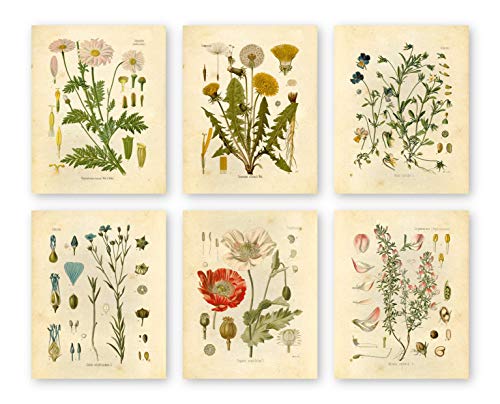 Wociud Ink Inc Botanical Prints Wildflower Prints Floral Wall Art - Set of 6-8x10 - Matte - Unframed von Ink Inc.