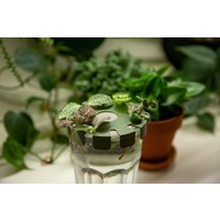 Cutlingqua Eleganter Halter Für Pflanzenstecklinge, Passend Ikea Pokal Glas - Perfekt Die Vermehrung Von Pflanzen von InnovativePrintLab
