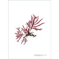 Gepresste Algen Print False Eye Lash Unkraut von InpressedStudio