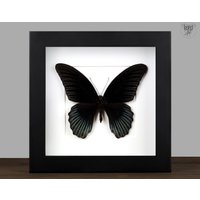 Echter Schwarzer Schmetterling Gerahmt Papilio Memnon Insekt Entomologie Taxidermie Natur Wanddeko Geschenk Kunst Home Office Decor von InsectArtShop