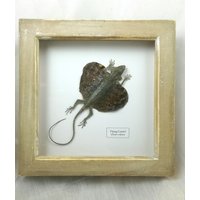 Fliegende Eidechse | Draco Volans von InsectsofBeautyUK