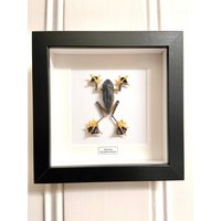 Fliegender Frosch | Rhacophorus Reinwardtii Erhaltenes Exemplar Gerahmt. Kröte. Grün. Frosch. Kuriosität. Goth.insektenderschönheit. Präpariert Fliegender Frosch | Rhacophorus Reinwardtii Erhaltenes Exemplar Gerahmt. Kröte. Grün. Frosch. Kuriosität. Goth.insektenderschönheit. Präpariert von InsectsofBeautyUK