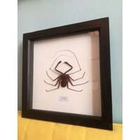 Höhlenspinne von InsectsofBeautyUK