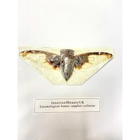 Nur Ein Exemplar Der Fledermausflügel-Zikade | Cryptotympana Aquila von InsectsofBeautyUK