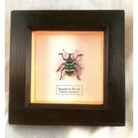 Prächtiger Rüsselkäfer | Eupholus Magnificus Eingerahmt von InsectsofBeautyUK