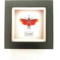 Rote Laternenfliege | Pyrops Hamdjahi Eingerahmtes Insekt von InsectsofBeautyUK