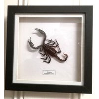 Skorpion | Heterometrus Spinifer von InsectsofBeautyUK