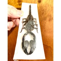 Waldskorpion | Heterometrus Cyaneus Waldskorpion | Heterometrus Cyaneus von InsectsofBeautyUK