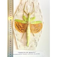stabheuschrecke Riese | Paracyphocrania Major Echtes Exemplar Ungerahmt.gehstock.stabinsekt.phasmid.gottesanbeterin.insektenexemplar.goth von InsectsofBeautyUK