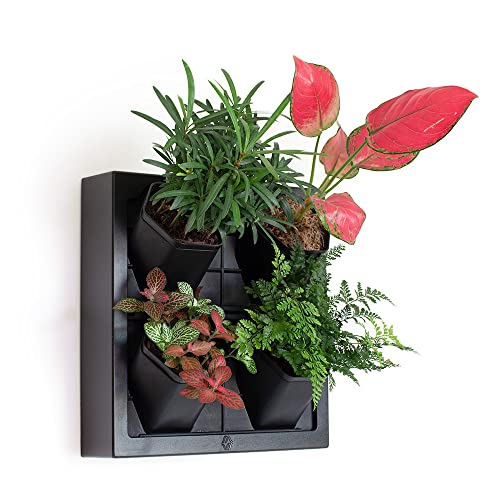 Inspiration Jungle Selbstbewässernder Wand-Pflanzgefäß mit 4 Töpfen, einfach zu erstellende Wohnwand für Zuhause, Büro und Ladenfront, inklusive Wassermesser (schwarz) von Inspiration Jungle