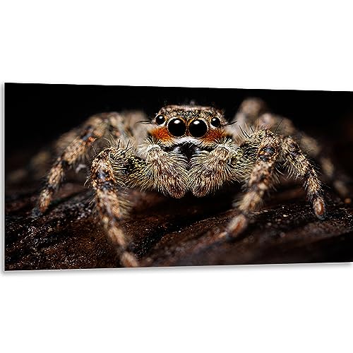 Instarry 5D DIY Diamant Painting Bilder Groß Süße Spinne Home Decor 120x60 cm von Instarry