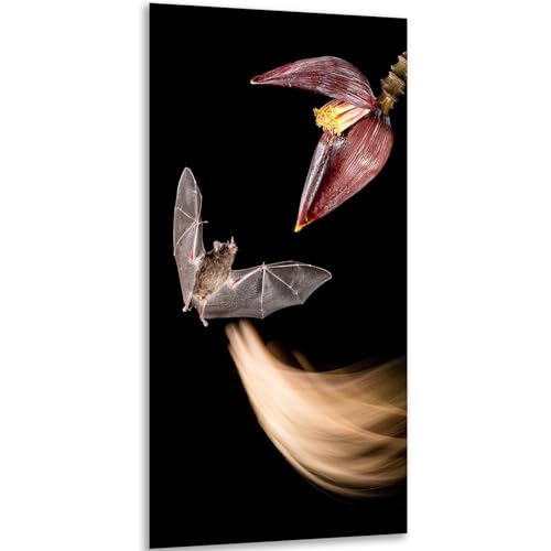 Instarry DIY 5D Diamond Painting Full Groß Fledermaus und Blume Wandbilder Wohnzimmer 80x40 cm von Instarry