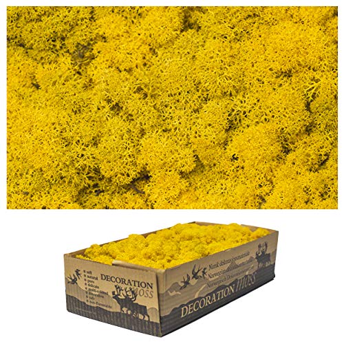 1 Kiste Echtes Moos - Natur Moos Deko zum basteln in verschiedenen frischen Sorten - DIY - Islandmoos, Plattenmoos, Bollenmoos, Hügelmoos Sphagnum Moos (1x Island Moos Gelb) von Inter Flowers