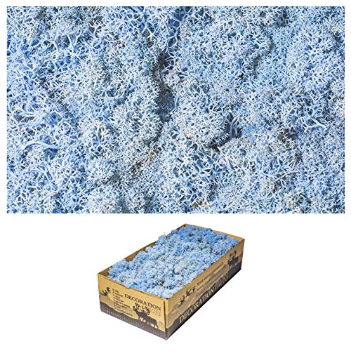 1 Kiste Echtes Moos - Natur Dekomoos zum basteln in verschiedenen frischen Sorten - DIY - Islandmoos, Plattenmoos, Bollenmoos (1 x Island Moos Ice Blue) von Inter Flowers