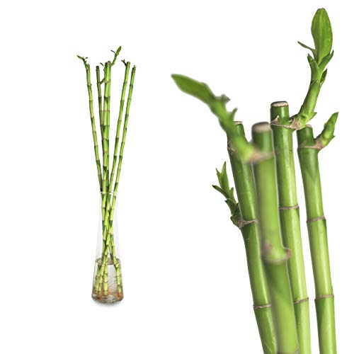 10x Lucky Bamboo Glücksbambus - 50cm GERADE - Straight in verschiedenen Groessen - Zimmerbambus Gluecksbambus Zimmer Deko Bam Boo dracaena sanderiana Zimmerpflanze von Inter Flowers