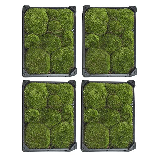 Inter Flowers 1 Kiste Echtes Moos-Natur Dekomoos zum basteln in verschiedenen frischen Sorten-DIY-Islandmoos, Plattenmoos, Bollenmoos, Hügelmoos Sphagnum Moos (4x Bollenmoos-1m²) von Inter Flowers