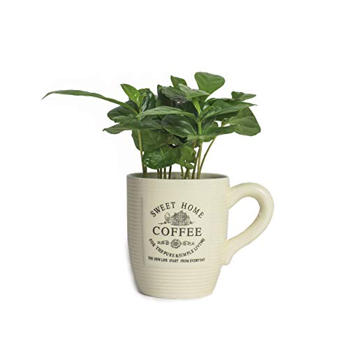 3 Echte Kaffeepflanze coffea arabica ca. 30cm mit Übertopf- pflegeleichter Kaffeestrauch zum selber wachsen lassen, immergrüne Zimmerpflanze (3, Kaffeepflanze mit Tasse) von Interflowers GmbH