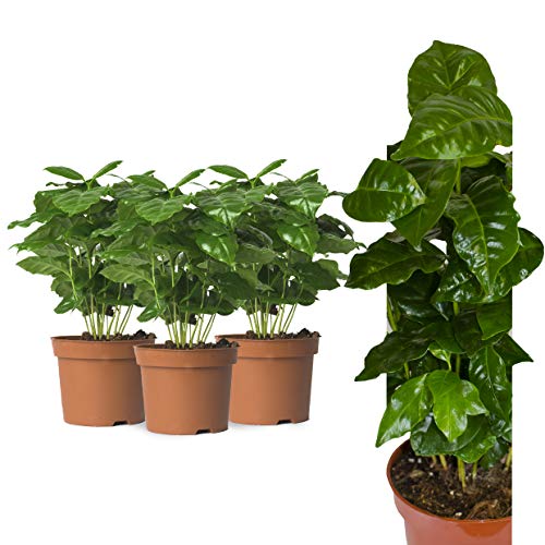 3 Echte Kaffeepflanze coffea arabica ca. 30cm mit Übertopf- pflegeleichter Kaffeestrauch zum selber wachsen lassen, immergrüne Zimmerpflanze (3, Kaffeepflanzen) von Interflowers GmbH