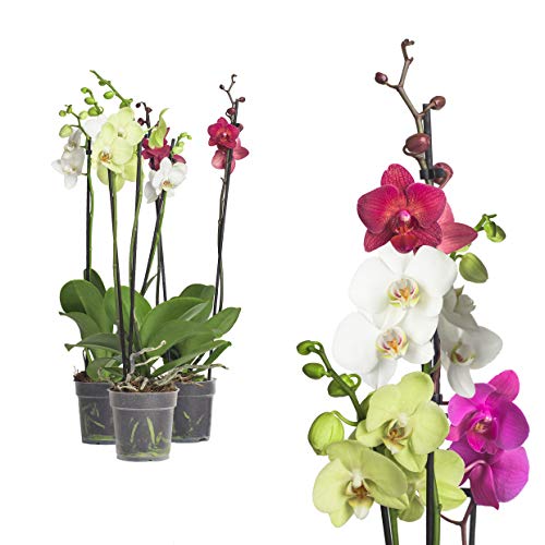 3x echte Phalaenopsis Orchideen 2 Triebe - 50 bis 70cm groß - Schmetterlingsorchidee wunderschöne blühende Tischpflanzen Blumen Geschenkset Naturprodukt von Interflowers GmbH