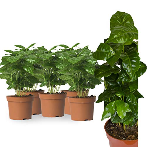 5 Echte Kaffeepflanze coffea arabica ca. 30cm mit Übertopf- pflegeleichter Kaffeestrauch zum selber wachsen lassen, immergrüne Zimmerpflanze (5, Kaffeepflanzen) von zuosen