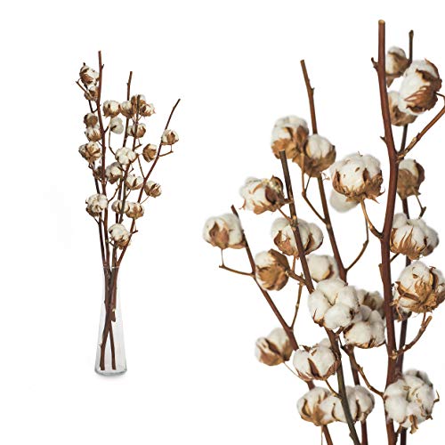 Echte Baumwolle 5 ZWEIGE 55 bis 65cm - 5-7 Blüten pro Baumwollzweig - echte Trockenblumen zum basteln, sehr lange haltbar - getrocknete Blumen als Dekoration mit Stil Deko DIY basteln Floristik von Hafeehoo