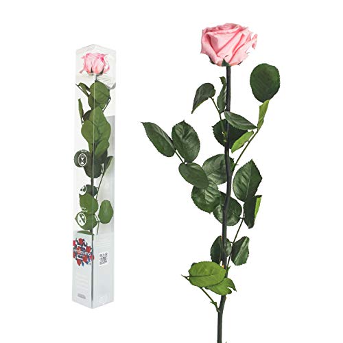 Echte Rose konserviert 50cm Preserved, ewige Rose gefriergetrocknet mit Stiel und Blättern - Lange haltbare Schnittblumen in Geschenkbox, Beste Deko (Rosa) von Interflowers GmbH