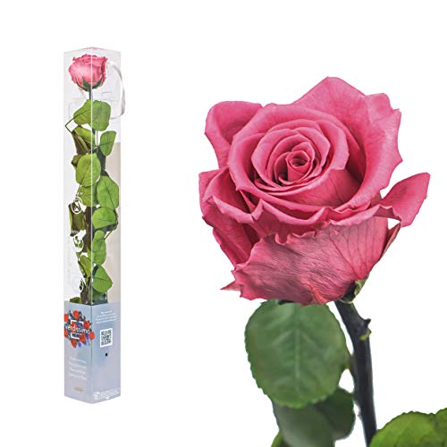 Echte Rose konserviert in verschiedenen Farben - preserved, ewige Rose gefriergetrocknet mit Stiel und Blättern - lange haltbare Schnittblumen in Geschenkbox, beste Deko (Rosa dunkel) von Interflowers GmbH