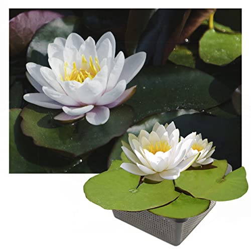 Echte Seerosen Winterhart im bunten Mix Teich Pflanzen, Aquarium Pflanzen Teichpflanzen im Pflanzkorb Wasserpflanzen Seerose Nymphaeae Anzuchtset Teichpflanzen winterhart (1 Seerose weiß) von Interflowers GmbH