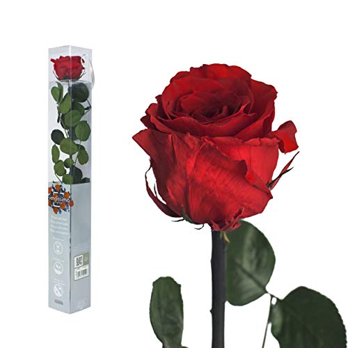 Inter Flowers GmbH Ewige Rose - 50cm ROT - Echte Rosen, gefriergetrocknet, Infinity Blumen mit Stiel und Blättern - Heiratsantrag Deko, Infinity Rosen, Ewig blühende Rose von Inter Flowers GmbH