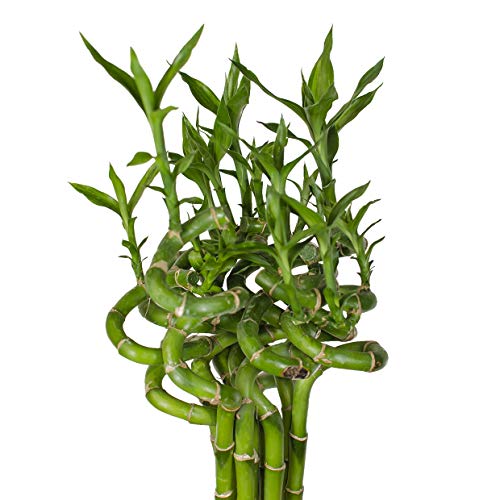 Lucky Bamboo Glücksbambus - GEDREHTin verschiedenen Groessen - Zimmerbambus Gluecksbambus Zimmer Deko Bam Boo dracaena sanderiana Zimmerpflanze (10, 50 cm) von Interflowers GmbH