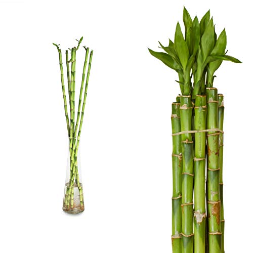 Lucky Bamboo Glücksbambus - Gerade in verschiedenen Groessen - Zimmerbambus Gluecksbambus Zimmer Deko Bam Boo dracaena sanderiana Zimmerpflanze (10, 50 cm) von Interflowers GmbH