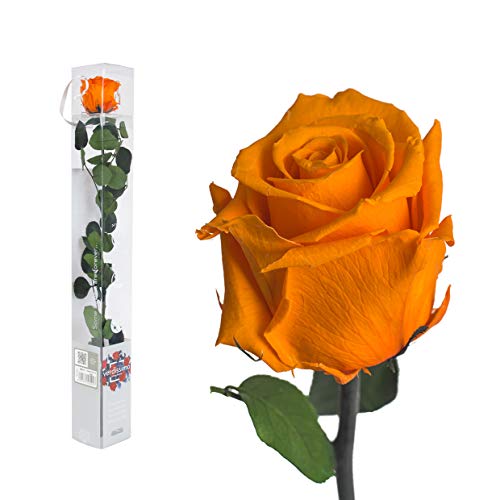 Echte Rose konserviert 50 cm preserved, ewige Rose gefriergetrocknet mit Stiel und Blättern - lange haltbare Schnittblumen in Geschenkbox, beste Deko von Interflowers GmbH