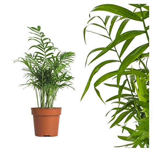 echte Bergpalme - ca. 60cm hoch - Chamaedorea elegans - luftreinigende Arecaceae Palme - echte Zimmerpflanze mit topf - Mexikanische Bergpalme - frisches Naturprodukt von Interflowers GmbH