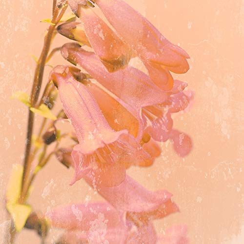 International Graphics Fertigbild - Lambert, Tom - ''Romantic Foxglove'' - 30 x 30 cm - Direktdruck auf Acryl von International Graphics