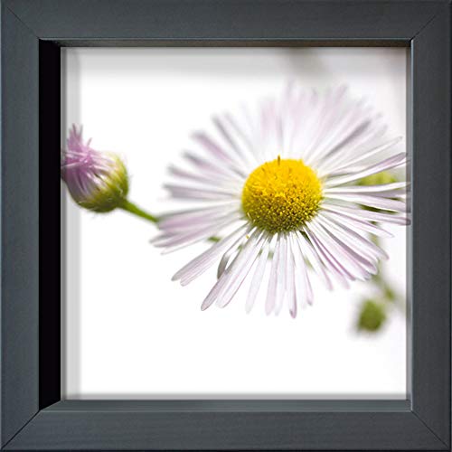 International Graphics Gerahmte Postkarte - DÜRNBERGER, Sonja - ''Erigeron annuus'' - 16 x 16 cm - anthrazitfarbener Rahmen von International Graphics