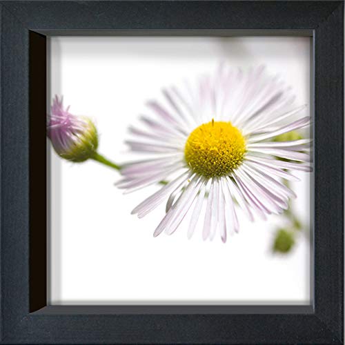 International Graphics Gerahmte Postkarte - DÜRNBERGER, Sonja - ''Erigeron annuus'' - 16 x 16 cm - schwarzer Rahmen von International Graphics