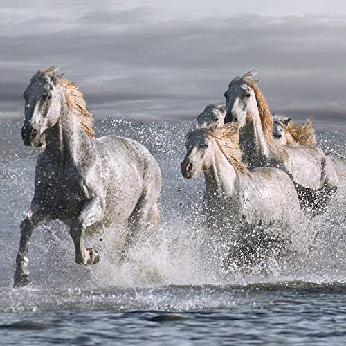 International Graphics Fertigbild - LLOVET, Jorge - ''Horses Running at The Beach'' - 30 x 30 cm - Direktdruck auf Acryl von International Graphics