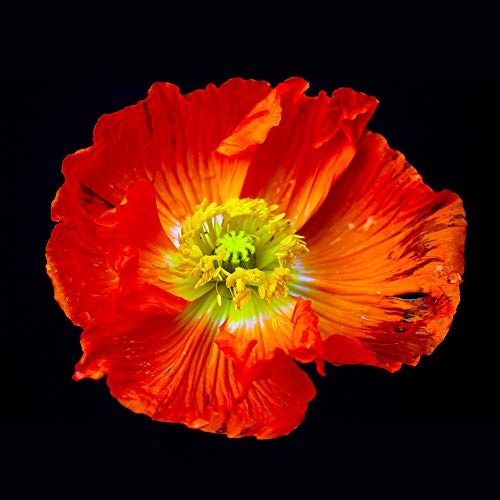 International Graphics Fertigbild - Weber, Matthias - ''Papaver'' - 30 x 30 cm - Direktdruck auf Acryl von International Graphics