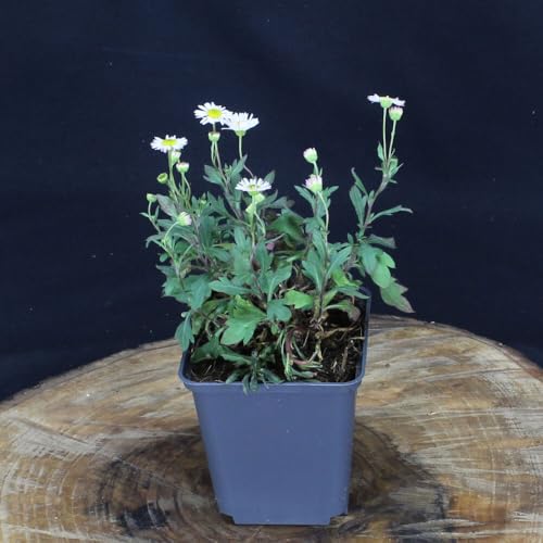 1 Stück Erigeron Karvinskianus von INTRAGARTEN | spanisches Gänseblümchen im Topf | robuster und mehrjähriger Bodendecker von Intragarten GmbH