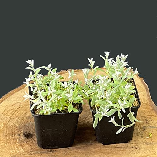 10 Stück Cerastium tomentosum von Intragarten filziges oder Silber Hornkraut im Topf von Intragarten GmbH