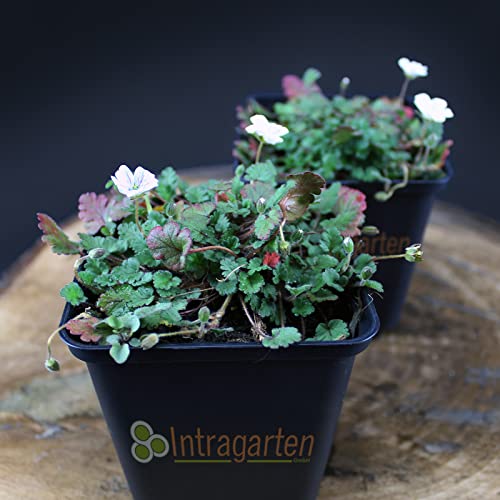 10 Stück Erodium reichardii album von Intragarten Reiherschnabel weiß Bodendecker im Topf von Intragarten GmbH