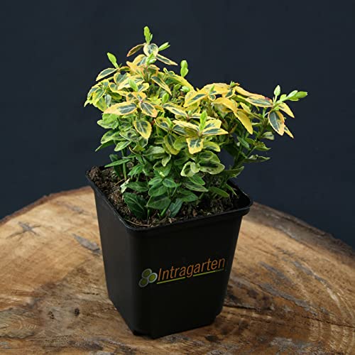 10 Stück Euonymus fortunei Emerald 'n' Gold von Intragarten goldegelber Kriechspindel im Topf von Intragarten GmbH