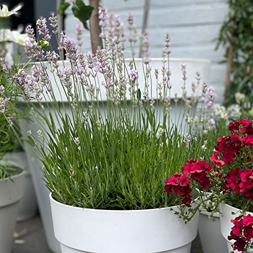 10 Stück Lavandula angustifolia rosea von Intragarten rosa Lavendel Bodendecker im Topf von Intragarten GmbH