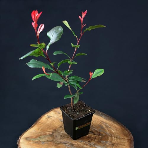 12 Stück Photinia 'Little Red Robin' von Intragarten | immergrüne und winterharte Zwerg-Glanzmispel im 9 cm Topf von Intragarten GmbH