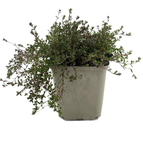 12 Stück Thymus praecox 'coccineus' von INTRAGARTEN | Polsterthymian trittfest winterhart und immergrün Bodendecker im 9cm Topf 12 Stück Thymus praecox 'coccineus' von INTRAGARTEN | Polsterthymian trittfest winterhart und immergrün Bodendecker im 9cm Topf von Intragarten GmbH