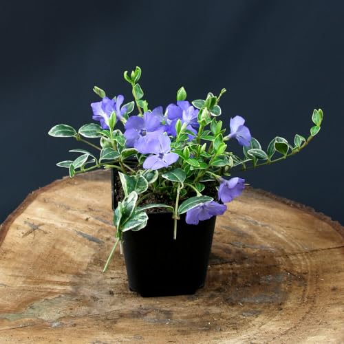 12 Stück Vinca minor Ralph Shugert von INTRAGARTEN | kleinblättriges Immergrün - winterhart und mehrjährig | Bodendecker im 9cm Topf von Intragarten GmbH
