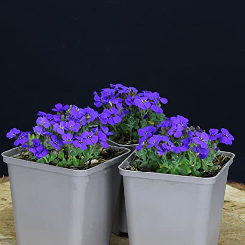 20 Stück Aubrieta Cascade Blue von Intragarten Blaukissen Bodendecker im Topf von Intragarten GmbH