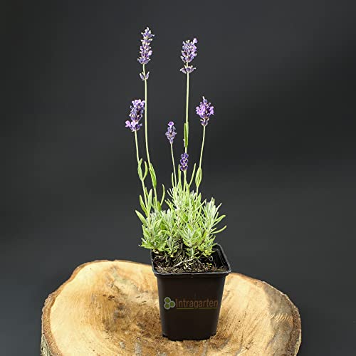 20 Stück Lavandula angustifolia 'Munstead' von Intragarten echter Lavendel im Topf von Intragarten GmbH