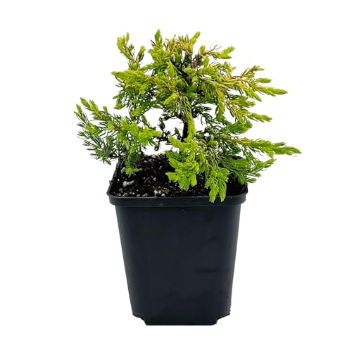 24 Stück Juniperus communis 'Goldschatz' von INTRAGARTEN | Gemeine Wacholder, immergrün und winterhart im 9 cm Topf 24 Stück Juniperus communis 'Goldschatz' von INTRAGARTEN | Gemeine Wacholder, immergrün und winterhart im 9 cm Topf von Intragarten GmbH