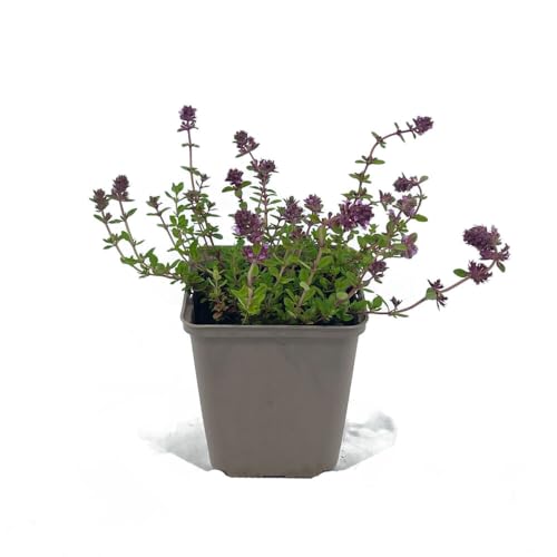 24 Stück Thymus serpyllum von Intragarten | winterharter und immergrüner Bodendecker | Feld-Sand-Thymian im 9 cmTopf von Intragarten GmbH